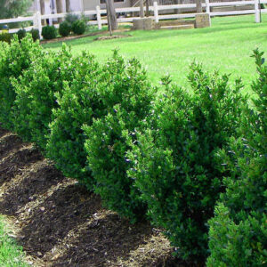 Boxwood 'Green Mountain' | Plant Profile