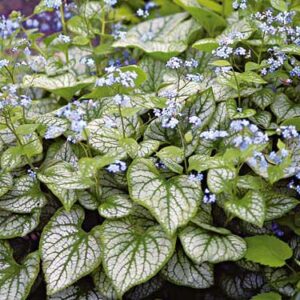Brunnera 'Jack Frost' | Plant Profile