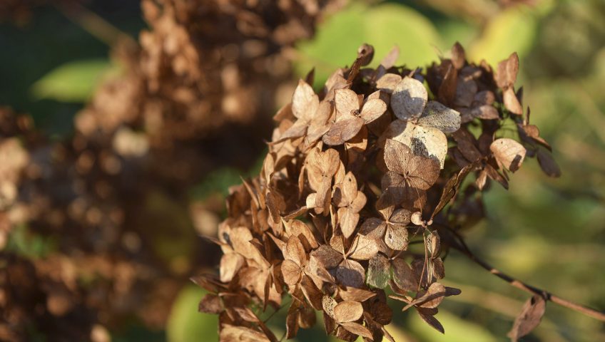 winter-garden-care-hydrangea