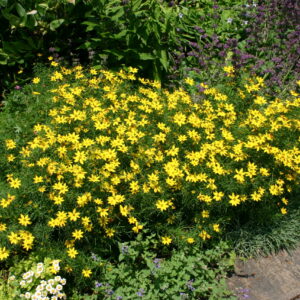 coreopsis-zagreb