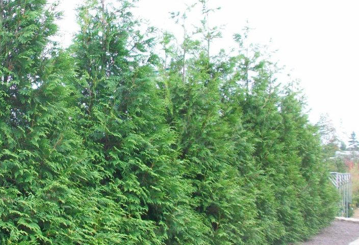 arborvitae-green-giant