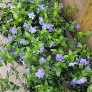 lesser-periwinkle-vica-minor