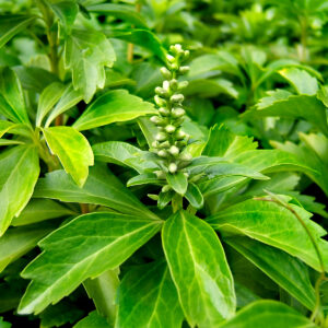 pachysandra-terminalis