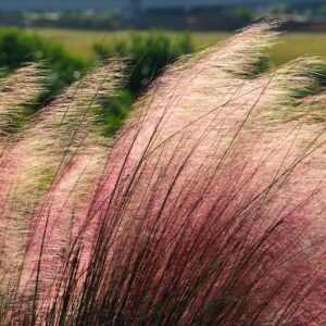 pink-muhlygrass-muhlenbergia-capillaris