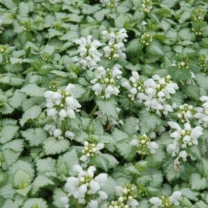 spotted-deadnettle-lamium-maculatum