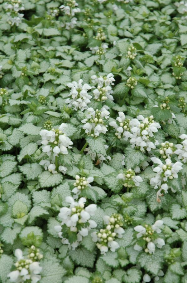 spotted-deadnettle-lamium-maculatum