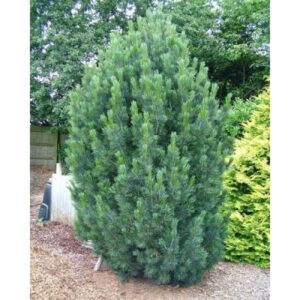 swiss-stone-pine