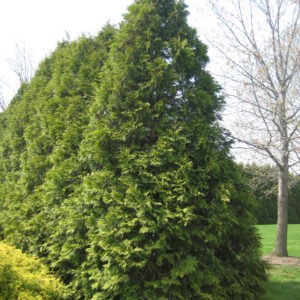 arborvitae-eligantissima-thuja-occidentalis