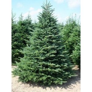 frazier-fir-abies-fraseri