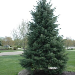 white-fir-abies-concolor