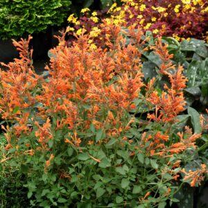 agastache-apricot-sunrise