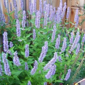 agastache-blue-fortune