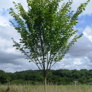 american-elm-princeton-ulmus-americana