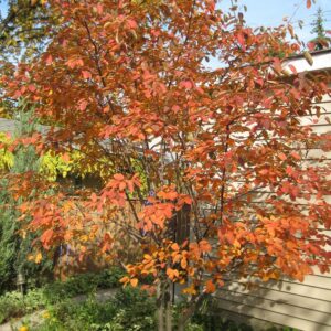 apple-serviceberry-autumn-brilliance-amelanchier-x-grandiflora