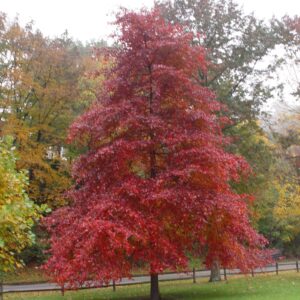 black-gum-nyssa-sylvatica
