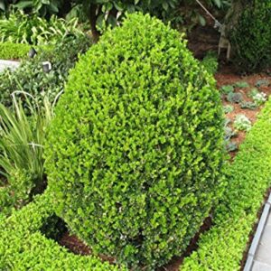 boxwood-wintergreen-buxux-sin-var-insularis