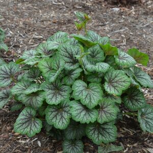 coral-bells-green-spice-heuchera-coralbells