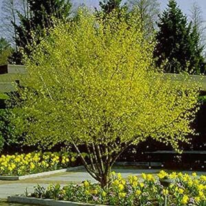 Cornelian-cherry-dogwood-cornus-mas