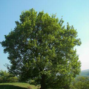 hedge-maple-acer-campestre