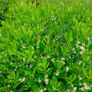 inkberry-holly-shamrock-ilex-glabra