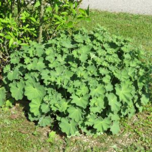 ladys-mantle-alchemilla-mollis