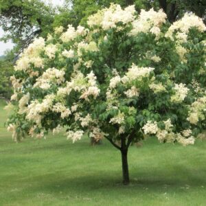 lilac-ivory-silk-syringa-reticulata