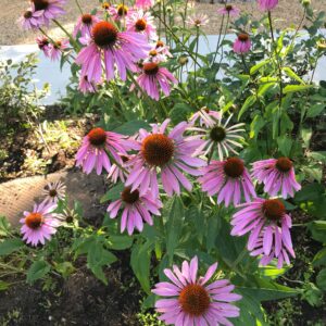purple-coneflower-echinacea-purpurea