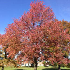 sweet-gum-liquidambar-styraciflua