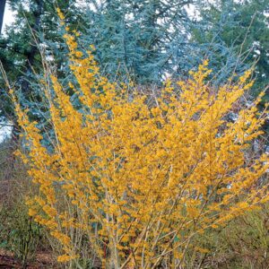 witch-hazel-hamamelis-x-intermedia-arnold-promise