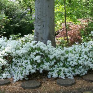 azalea-delaware-white-rhododendron