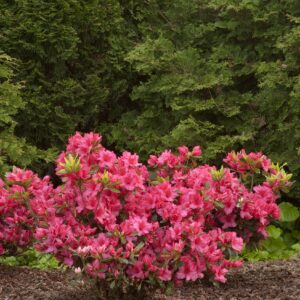 azalea-girards-rose-rhododendron