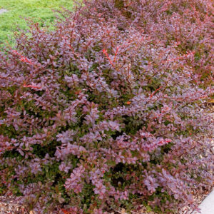 barberry-crimson-pygmy-berberis-thundergii-f-atropurpurea