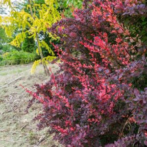 barberry-rose-glow-berberis-thunbergii-f-atropurpurea