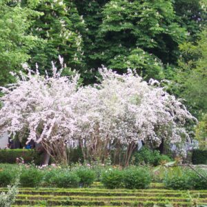 beauty-bush-kolkwitzia-amabilis