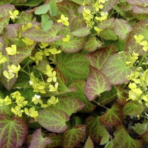 bishops-hat-epimedium-x-rubrum