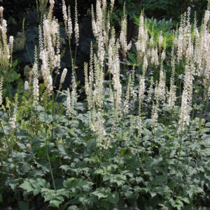 black-cohosh-cimicifuga-ramosa
