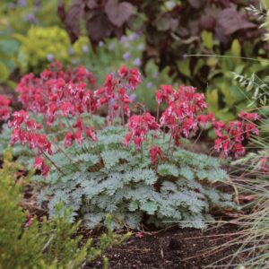 bleeding-heart-dicentra-bleeding-heart
