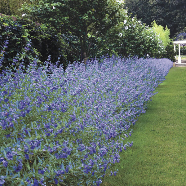 bluebeard-longwood-blue-caryopteris-x-clandonensis