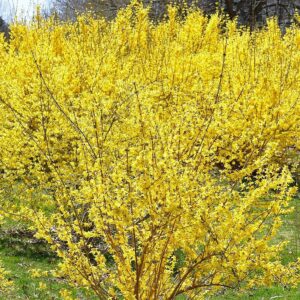 border-forsythia-lynwood-variety