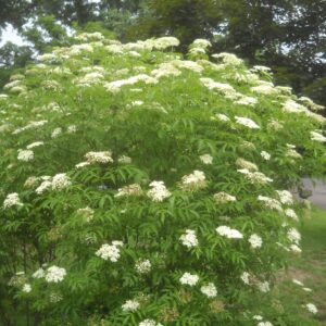 common-elderberry-sambucus-canadensis