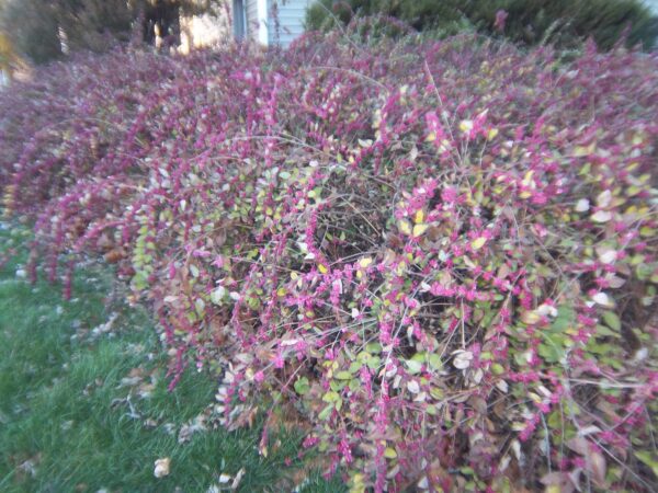 coralberry-symphorocarpos-orbiculatus