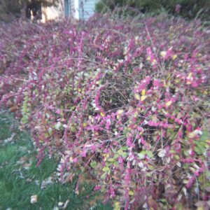 coralberry-symphorocarpos-orbiculatus