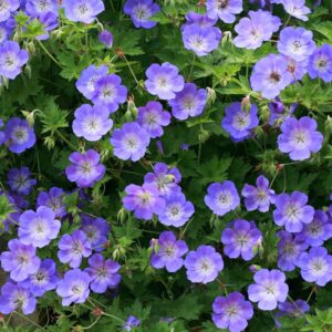 cranesbill-gerwat-geranium-rozanne
