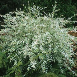 dappled-willow-hakuro-nishiki-salix-integra