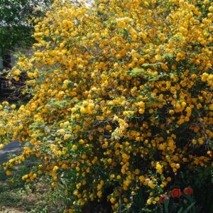 easter-rose-pleniflora-kerria-japonica
