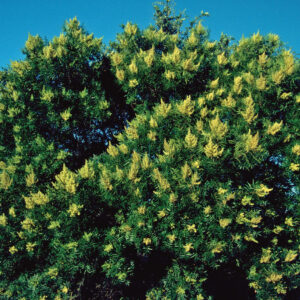 flameleaf-sumac-rhus-copalina