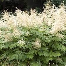 goats-beard-aruncus-dioicus