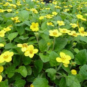 golden-knee-chrysogonum-virginianum