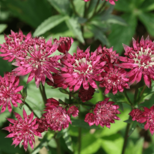 greater-masterwort-ruby-cloud-astrantia-major