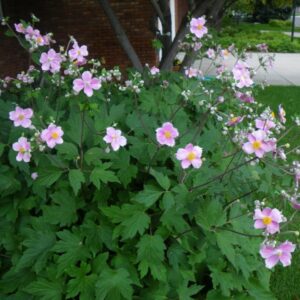 japanese-anemone-september-charm-anemone-x-hybrida